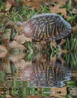 Free download Turtles In The Rain [GIFS] free photo or picture to be edited with GIMP online image editor